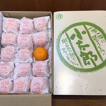 愛媛小太郎蜜柑(こたろう)
